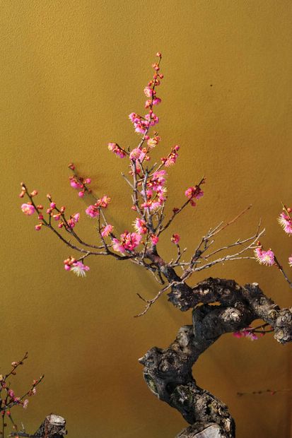 Nghệ Thuật Bonsai Nhật Bản: Sắc Xuân – Tuyệt Đẹp Sx83