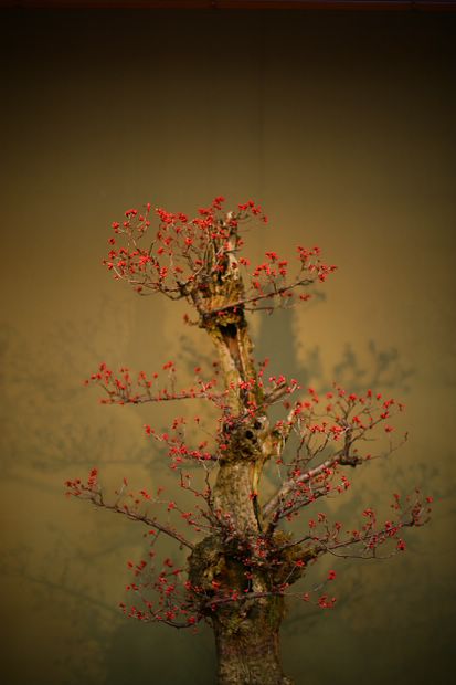 Nghệ Thuật Bonsai Nhật Bản: Sắc Xuân – Tuyệt Đẹp Sx84