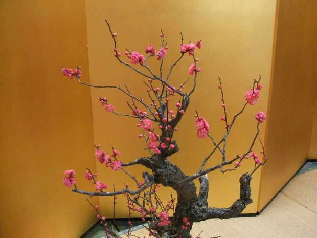 Nghệ Thuật Bonsai Nhật Bản: Sắc Xuân – Tuyệt Đẹp Sx85