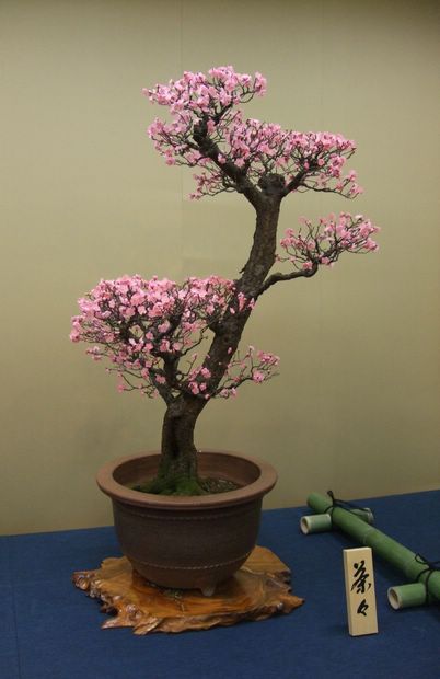 Nghệ Thuật Bonsai Nhật Bản: Sắc Xuân – Tuyệt Đẹp Sx86