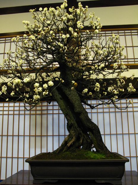 Nghệ Thuật Bonsai Nhật Bản: Sắc Xuân – Tuyệt Đẹp Sx87