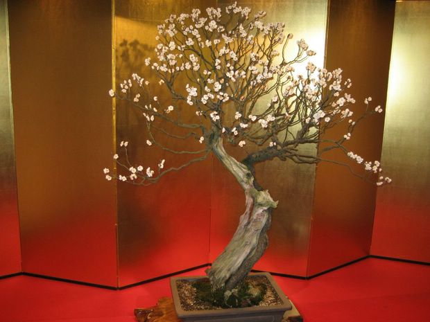 Nghệ Thuật Bonsai Nhật Bản: Sắc Xuân – Tuyệt Đẹp Sx9