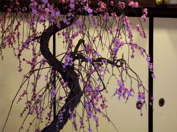 Nghệ Thuật Bonsai Nhật Bản: Sắc Xuân – Tuyệt Đẹp Sx90