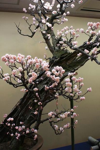 Nghệ Thuật Bonsai Nhật Bản: Sắc Xuân – Tuyệt Đẹp Sx91