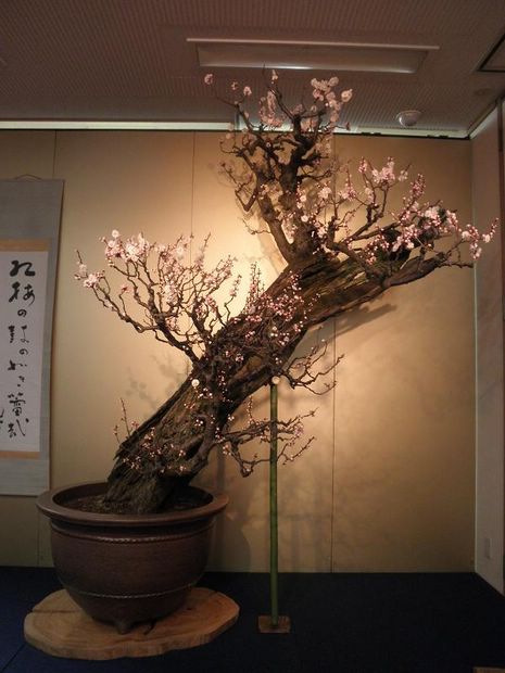 Nghệ Thuật Bonsai Nhật Bản: Sắc Xuân – Tuyệt Đẹp Sx92