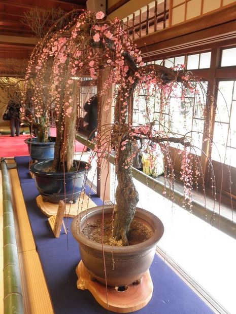 Nghệ Thuật Bonsai Nhật Bản: Sắc Xuân – Tuyệt Đẹp Sx93