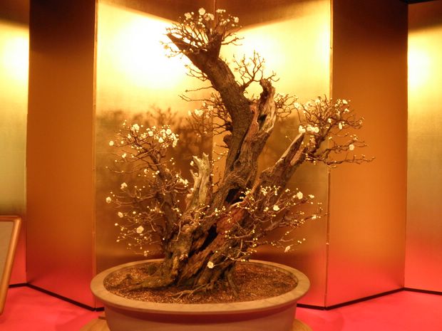 Nghệ Thuật Bonsai Nhật Bản: Sắc Xuân – Tuyệt Đẹp Sx95