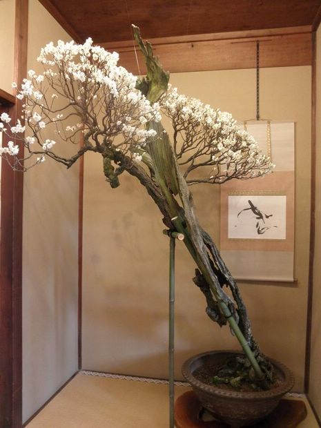 Nghệ Thuật Bonsai Nhật Bản: Sắc Xuân – Tuyệt Đẹp Sx96