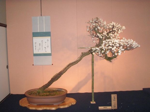 Nghệ Thuật Bonsai Nhật Bản: Sắc Xuân – Tuyệt Đẹp Sx97