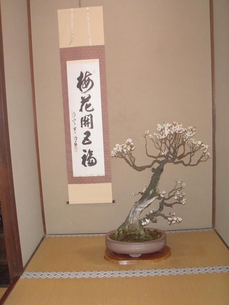 Nghệ Thuật Bonsai Nhật Bản: Sắc Xuân – Tuyệt Đẹp Sx99